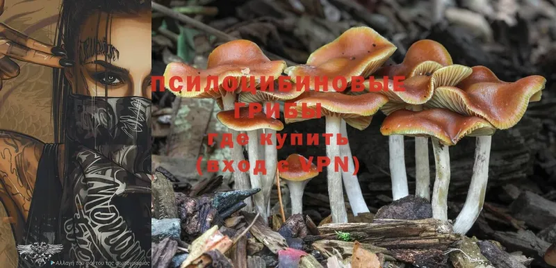 купить  сайты  Егорьевск  ссылка на мегу вход  Псилоцибиновые грибы Psilocybine cubensis 